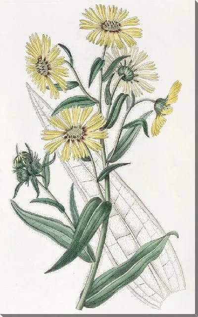 Картина Элегантная Мадия (1815-1819)