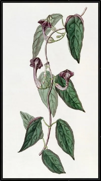 Картина Элегантная Церопегия (1815-1819)