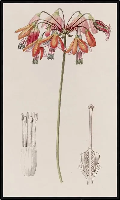 Картина Элегантный Бессера (1815-1819)