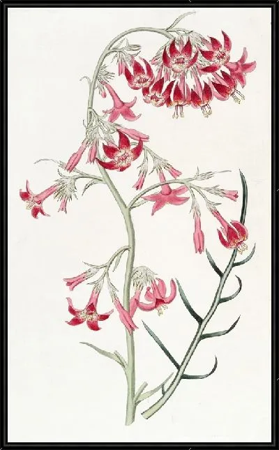 Картина Элегантный ипомопсис (1815-1819)