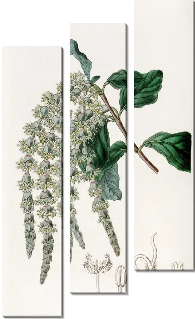 Картина Эллиптическилистная Гаррия (1815-1819)