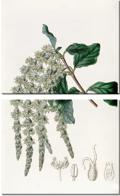 Картина Эллиптическилистная Гаррия (1815-1819)