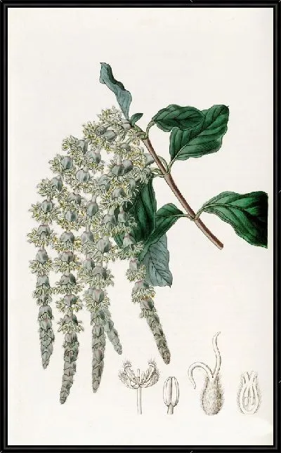 Картина Эллиптическилистная Гаррия (1815-1819)