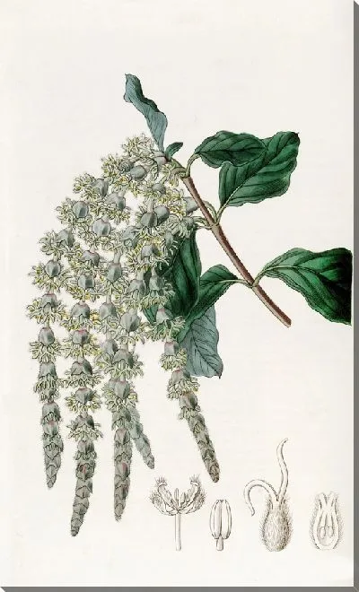 Картина Эллиптическилистная Гаррия (1815-1819)