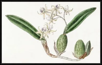 Картина Эмулус Эпидендрум (1815-1819)