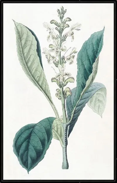 Картина Юстиция точечно-цветковая (1815-1819)