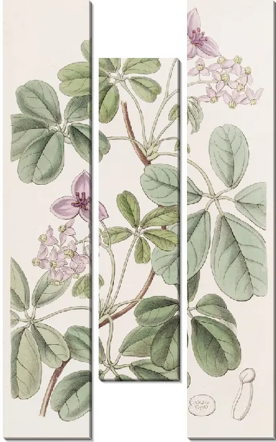 Картина Акебия пятилистная (1815-1819)