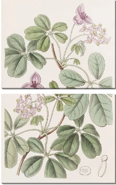 Картина Акебия пятилистная (1815-1819)