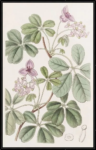 Картина Акебия пятилистная (1815-1819)