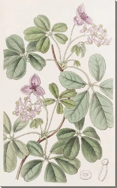 Картина Акебия пятилистная (1815-1819)
