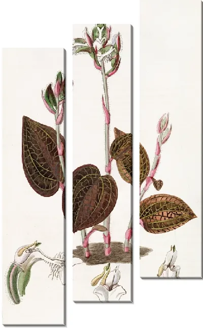 Картина Анаэктохил с бахромой (1815-1819)