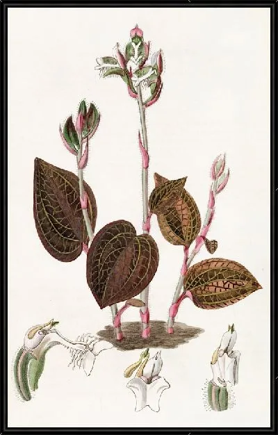 Картина Анаэктохил с бахромой (1815-1819)