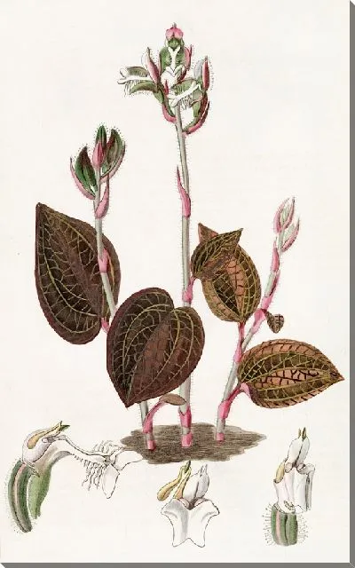 Картина Анаэктохил с бахромой (1815-1819)