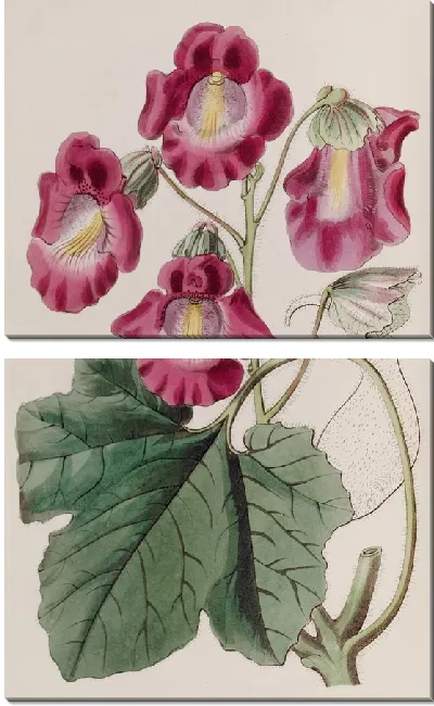 Картина Ароматная Мартыния (1815-1819)