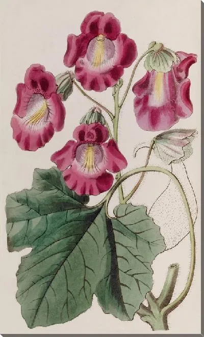 Картина Ароматная Мартыния (1815-1819)