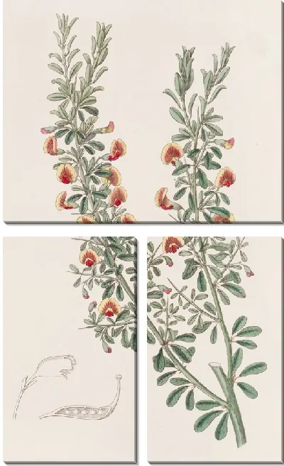 Картина Боссия малолистная (1815-1819)