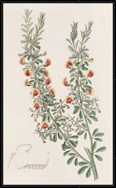 Картина Боссия малолистная (1815-1819)