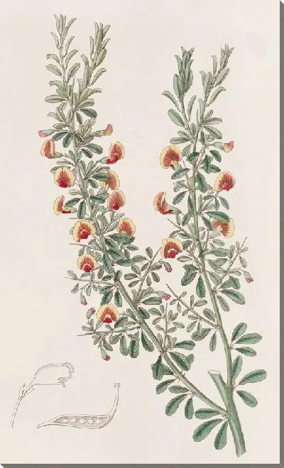 Картина Боссия малолистная (1815-1819)