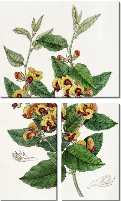 Картина Веселоцветущий Лалаж (1815-1819)