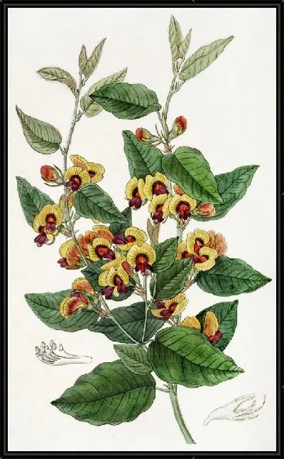 Картина Веселоцветущий Лалаж (1815-1819)