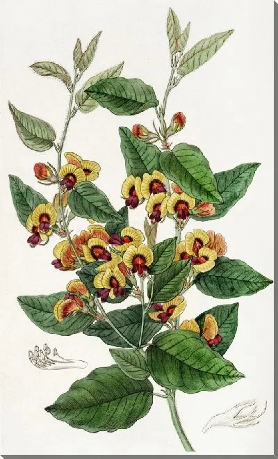 Картина Веселоцветущий Лалаж (1815-1819)