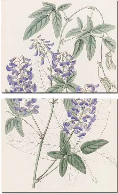 Картина Гарденбергия пальчатолистная (1815-1819)