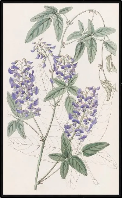 Картина Гарденбергия пальчатолистная (1815-1819)