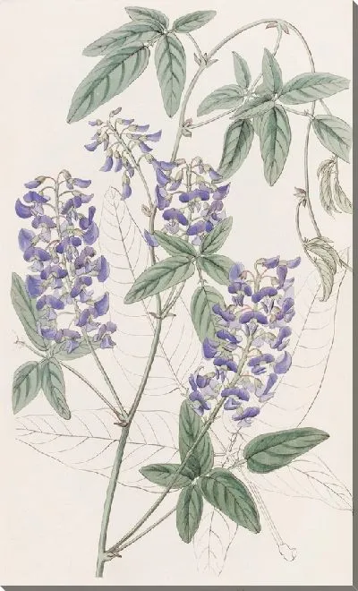 Картина Гарденбергия пальчатолистная (1815-1819)