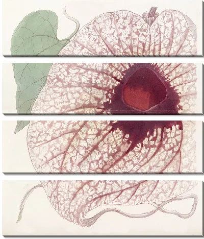 Картина Гигантская зверобойка (1815-1819)