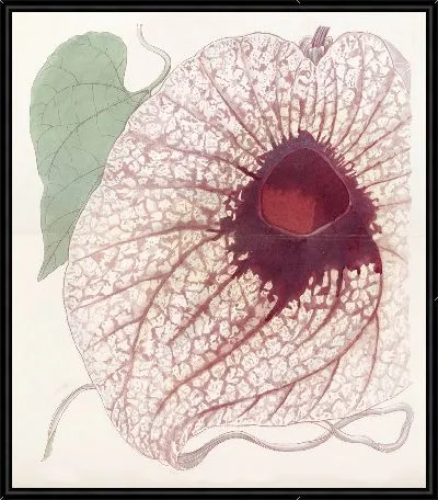 Гигантская зверобойка (1815-1819)