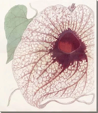 Гигантская зверобойка (1815-1819)