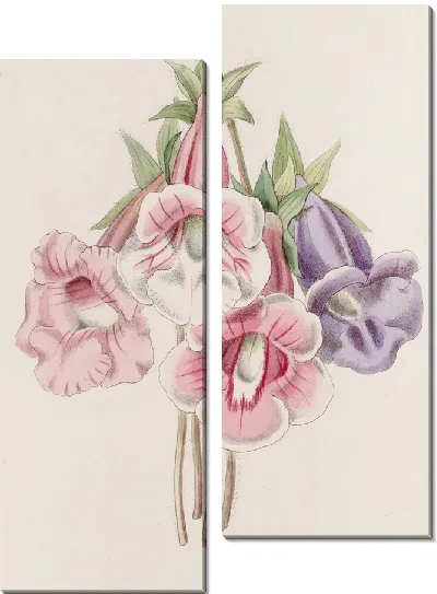 Картина Глоксиния особая (1815-1819)