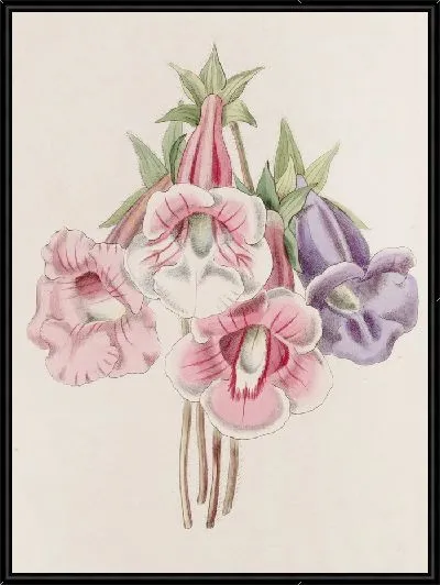 Картина Глоксиния особая (1815-1819)