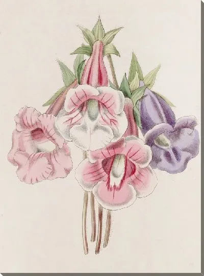 Картина Глоксиния особая (1815-1819)