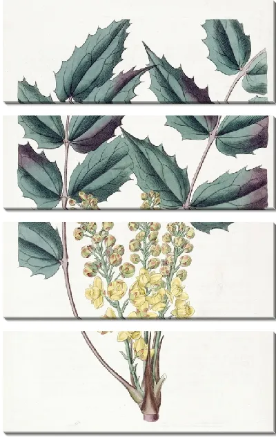 Картина Глюмовая ягода (1815-1819)