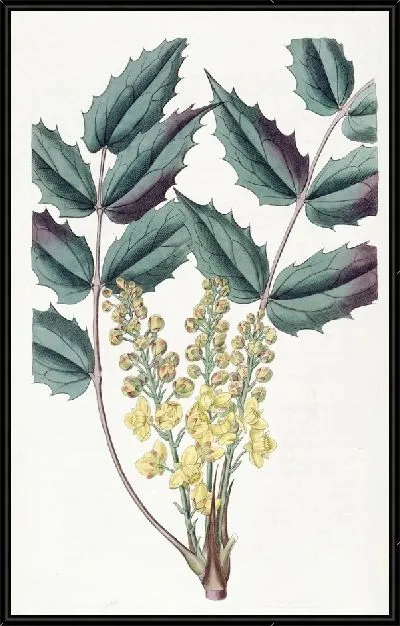 Картина Глюмовая ягода (1815-1819)