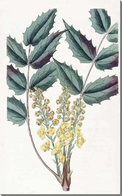 Картина Глюмовая ягода (1815-1819)