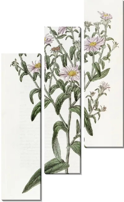 Картина Глянцевая астра (1815-1819)
