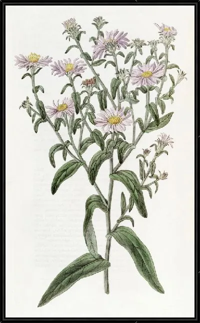 Картина Глянцевая астра (1815-1819)