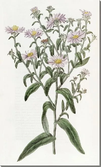 Картина Глянцевая астра (1815-1819)