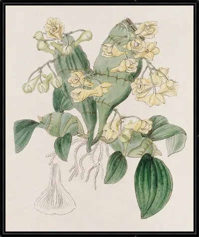 Картина Дендробиум плоскоствольный (1815-1819)