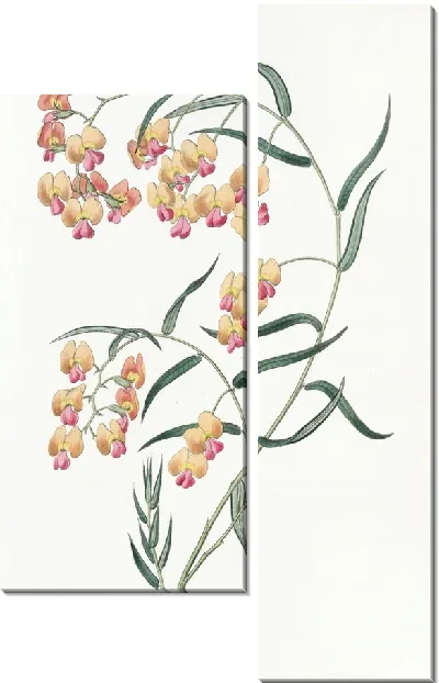 Картина Дилвиния глицинлистная (1815-1819)