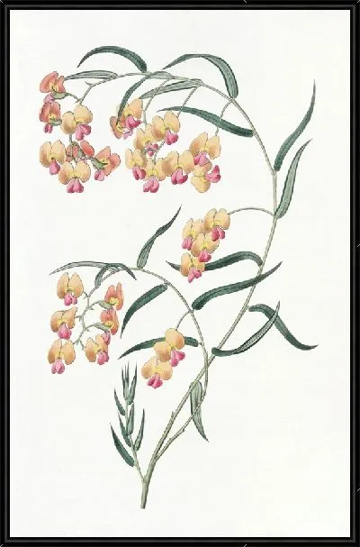 Картина Дилвиния глицинлистная (1815-1819)