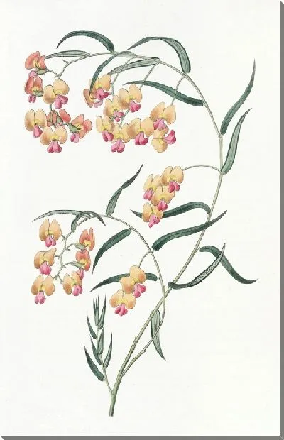 Картина Дилвиния глицинлистная (1815-1819)