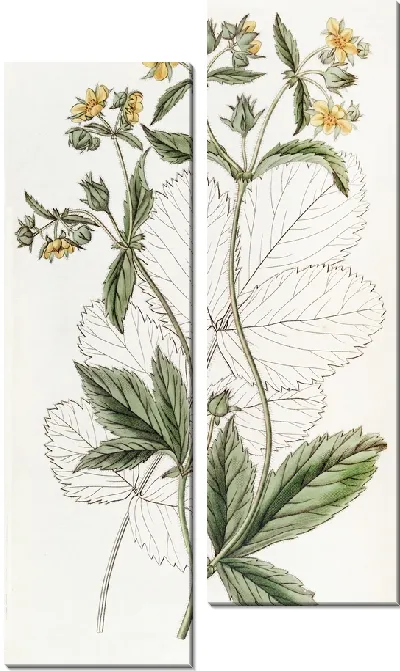 Картина Железистая лапчатка (1815-1819)