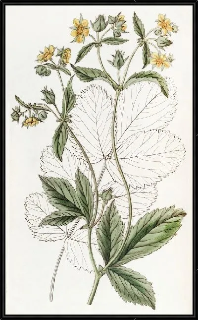 Картина Железистая лапчатка (1815-1819)