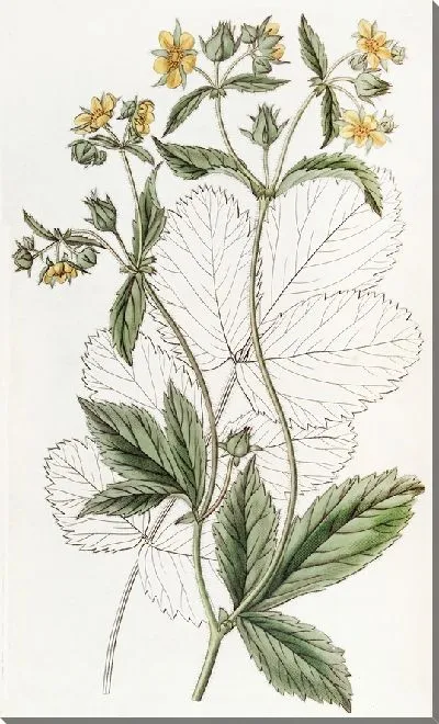 Картина Железистая лапчатка (1815-1819)