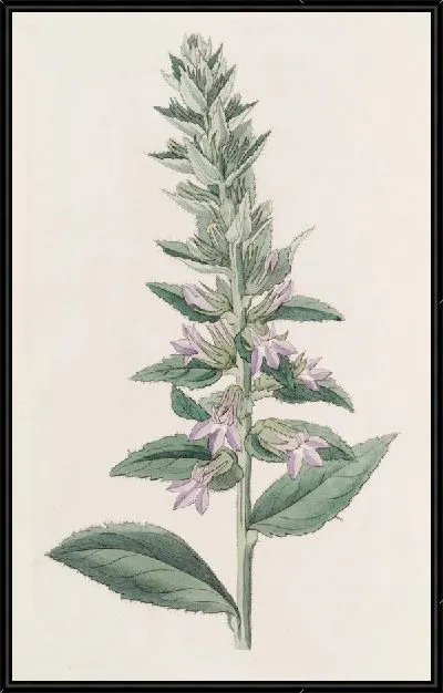 Картина Железистая лобелия (1815-1819)