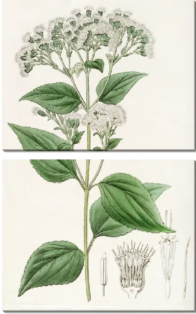 Картина Железистый Еваторий (1815-1819)