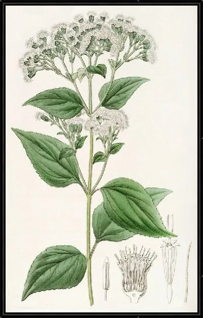 Картина Железистый Еваторий (1815-1819)